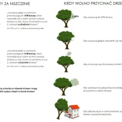 Dowiedz się, o ile można skrócić drzewo bez zezwolenia. Informacje o karach za uszkodzenie i zniszczenie drzewa.