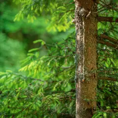 Słojowana kora sosny, zielone igliwie. Zastanawiasz się, czy można wyciąć sosnę bez zezwolenia?
