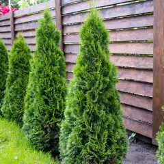 Rząd zielonych tui przy drewnianym płocie. Zastanawiasz się nad przycinanie tui cena?