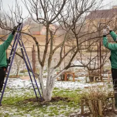 Dwie osoby przycinają drzewka owocowe, ucząc się, jak przycinać drzewka owocowe, by lepiej rosły.