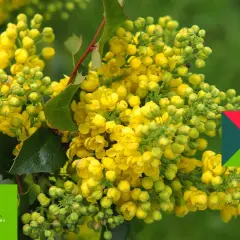 Kwitnąca mahonia, różne odmiany tej rośliny zachwycają żółtymi kwiatami.