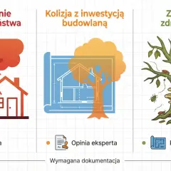 Jak uzasadnić wycinkę drzewa? Argumenty, które przekonają urząd