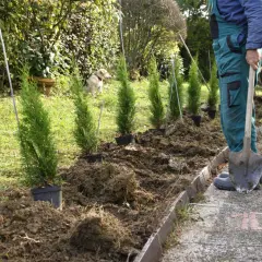 Odległość tui od płotu: Ile sadzić, by uniknąć problemów?