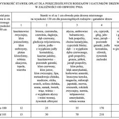 Pozwolenie na wycinkę drzew: ile ważne? Terminy i kary