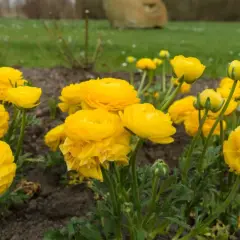 Jasne, słoneczne kwiaty jaskry w pełnym rozkwicie, tworzące barwny dywan na ziemi.