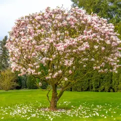 Rozkwitłe drzewa w ogrodzie, pełne różowych kwiatów magnolii, tworzą wiosenny obraz. Płatki opadły na zieloną trawę.