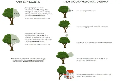 Dowiedz się, o ile można skrócić drzewo bez zezwolenia. Informacje o karach za uszkodzenie i zniszczenie drzewa.