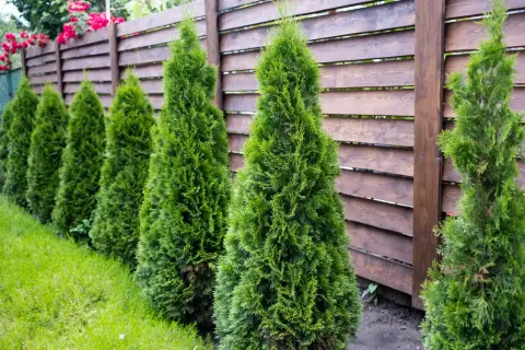 Rząd zielonych tui przy drewnianym płocie. Zastanawiasz się nad przycinanie tui cena?