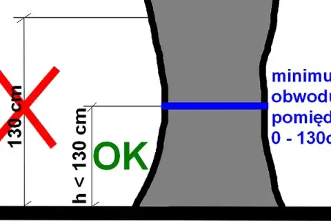 Jak zmierzyć obwód drzewa? Uniknij kar poradnik krok po kroku