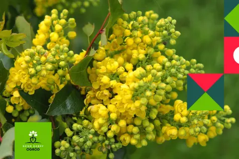 Kwitnąca mahonia, różne odmiany tej rośliny zachwycają żółtymi kwiatami.