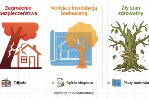 Jak uzasadnić wycinkę drzewa? Argumenty, które przekonają urząd