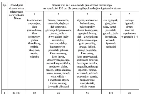 Pozwolenie na wycinkę drzew: ile ważne? Terminy i kary