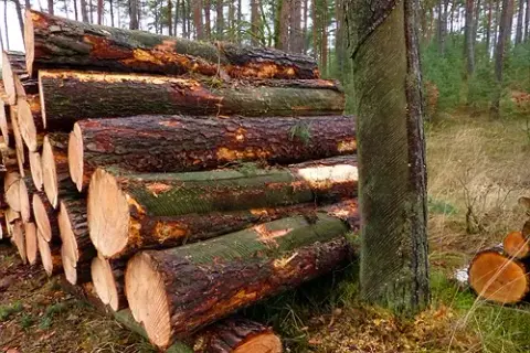 Zrąb w lesie: dlaczego powstaje i jak odradza się las?