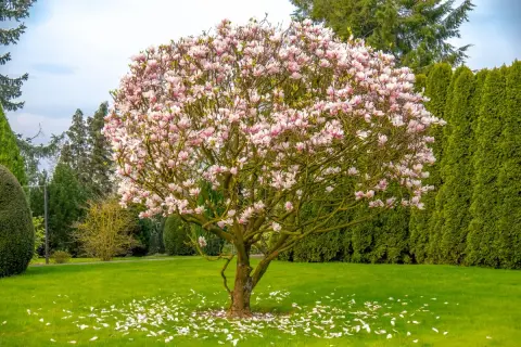 Rozkwitłe drzewa w ogrodzie, pełne różowych kwiatów magnolii, tworzą wiosenny obraz. Płatki opadły na zieloną trawę.