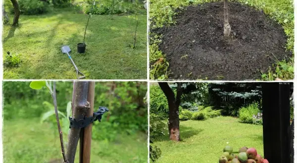 Sadzenie drzewek owocowych: młode drzewko w doniczce, przygotowana ziemia, podpora i dojrzałe jabłka.