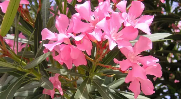 Kwitnący oleander po przycinaniu. Różowe kwiaty i ciemnozielone liście tworzą bujną kompozycję.