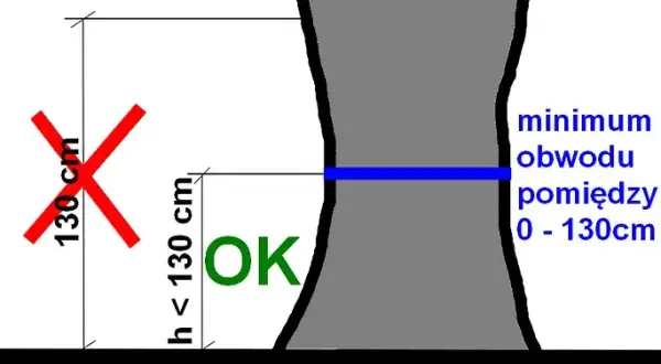 Jak zmierzyć obwód drzewa? Uniknij kar poradnik krok po kroku