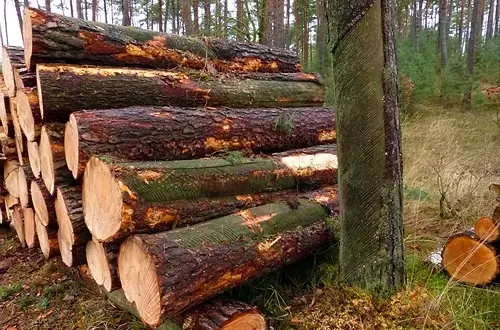 Zrąb w lesie: dlaczego powstaje i jak odradza się las?