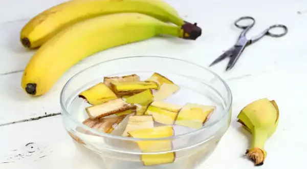 Nawóz z bananów do jakich roślin? Skórki bananów w wodzie, gotowe na odżywczy eliksir dla roślin.