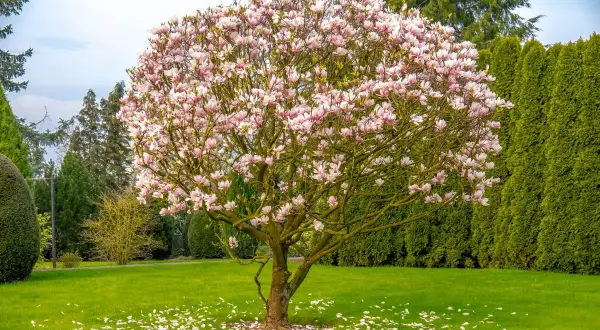 Rozkwitłe drzewa w ogrodzie, pełne różowych kwiatów magnolii, tworzą wiosenny obraz. Płatki opadły na zieloną trawę.