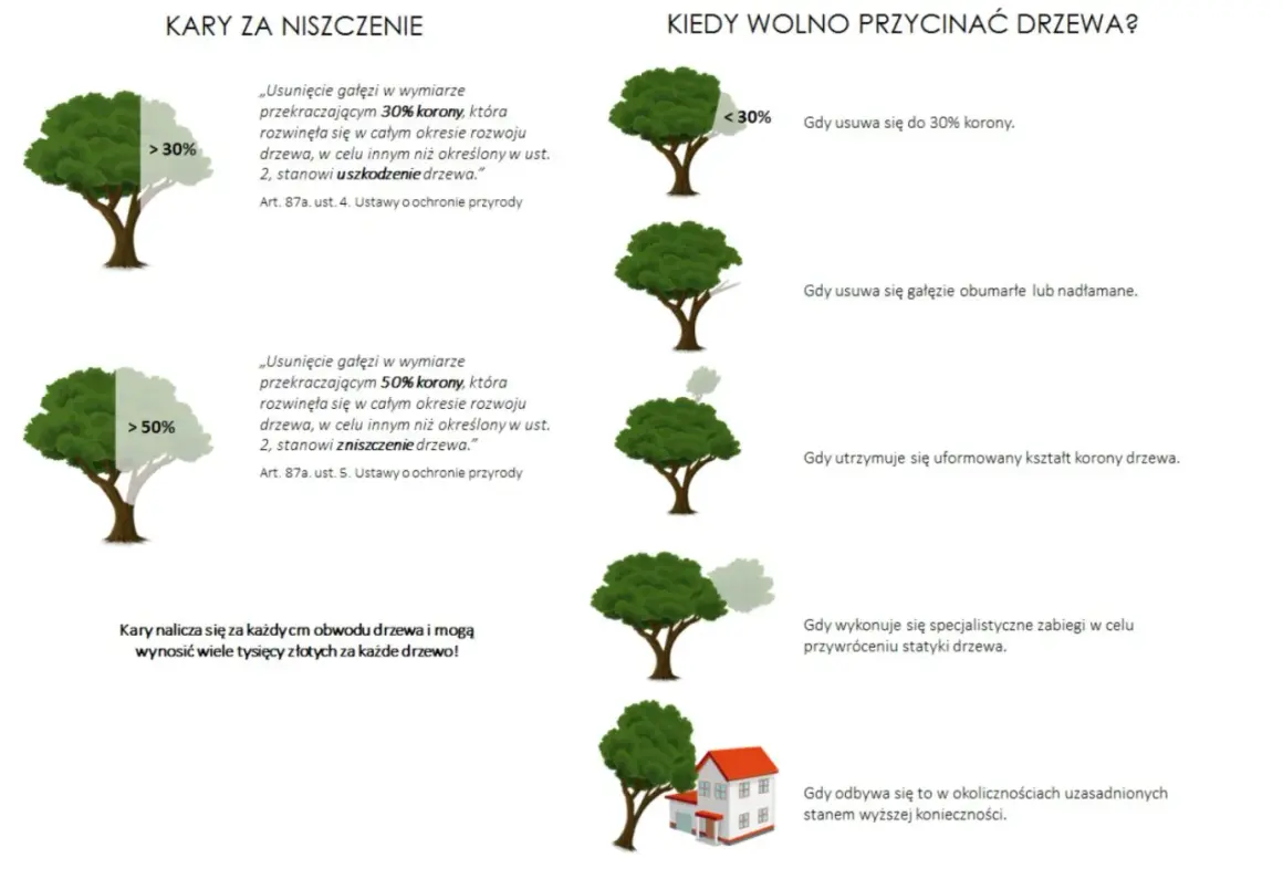 Dowiedz się, o ile można skrócić drzewo bez zezwolenia. Informacje o karach za uszkodzenie i zniszczenie drzewa.