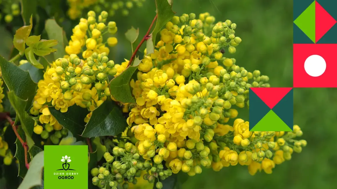 Kwitnąca mahonia, różne odmiany tej rośliny zachwycają żółtymi kwiatami.
