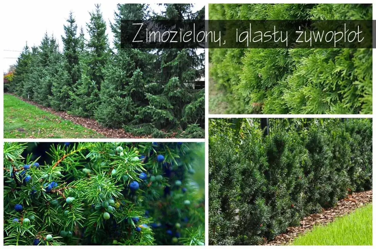 Zimozielony, iglasty żywopłot z cisów, jałowców i żywotników. Z czego żywopłot? Z drzew iglastych!