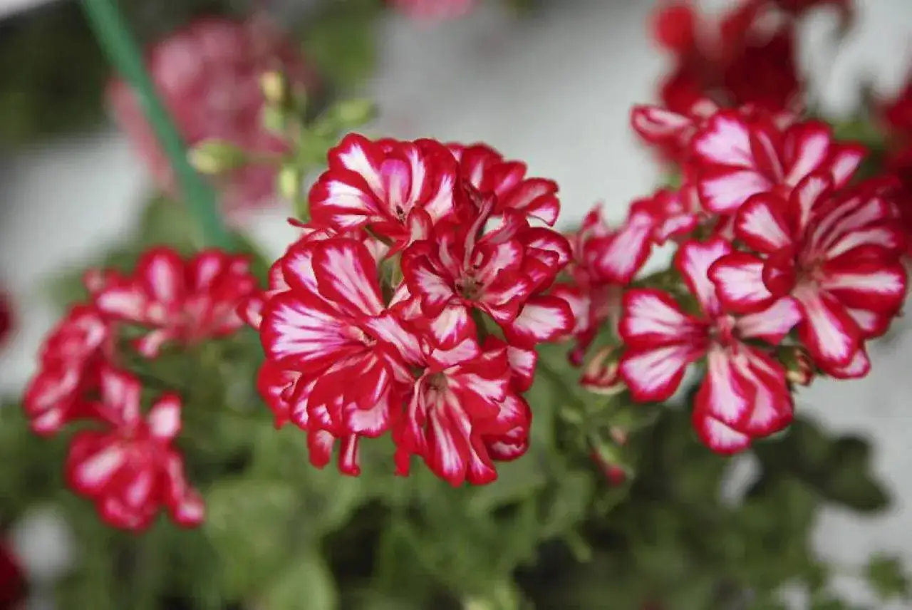 Kwiaty pelargonii o czerwono-białych płatkach, jedne z najpiękniejszych odmian, tworzą barwny bukiet.