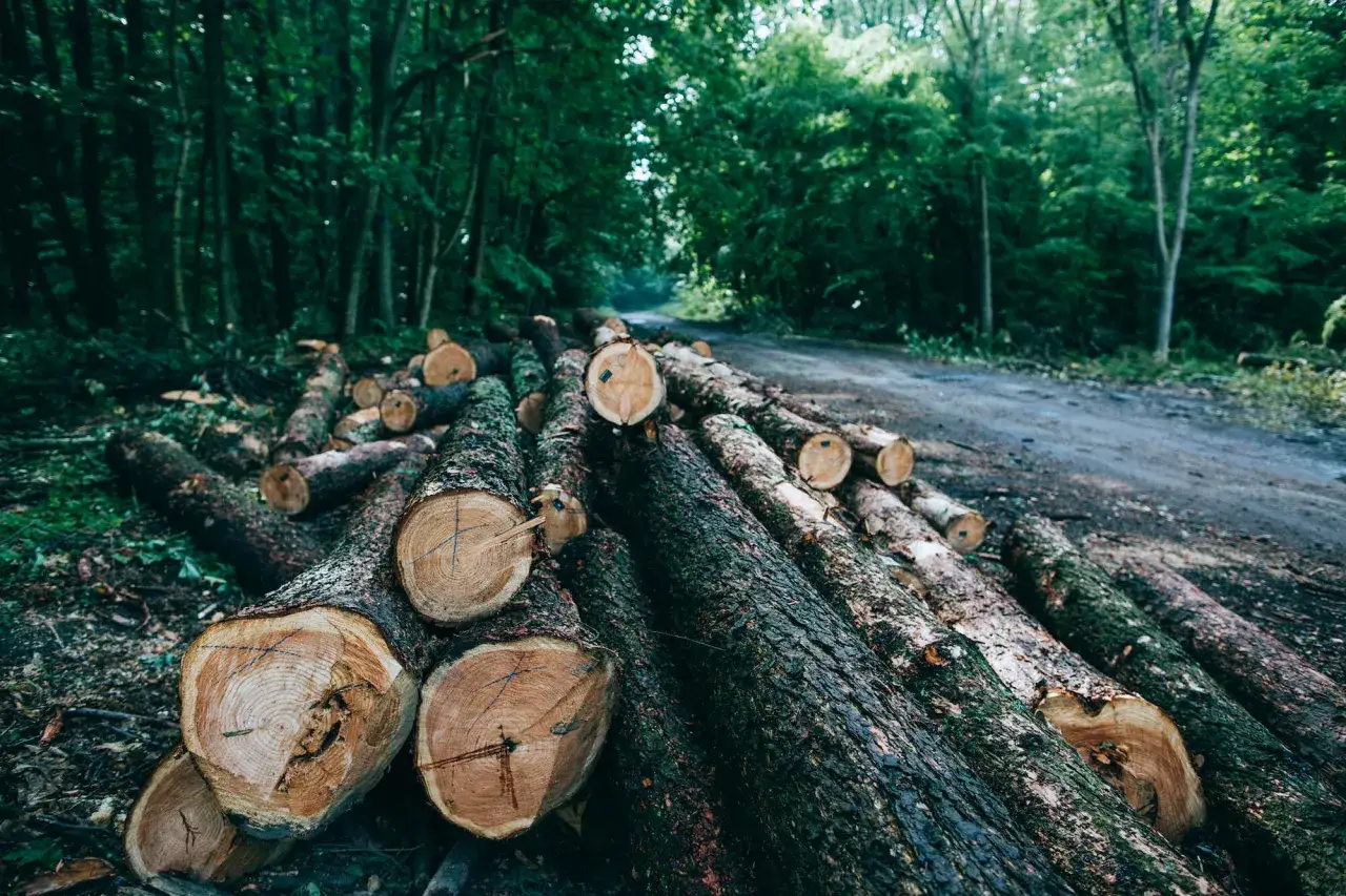 Zdjęcie Jak obliczyć wartość drzewa do wycinki? Opłaty, kary, odszkodowania