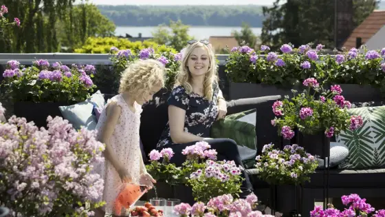 Najpiękniejsze pelargonie na balkon - które odmiany wybrać?