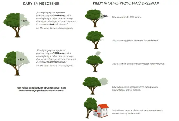 Dowiedz się, o ile można skrócić drzewo bez zezwolenia. Informacje o karach za uszkodzenie i zniszczenie drzewa.